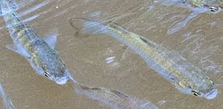 Image result for Crenimugil seheli