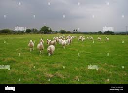 Image result for sheeple