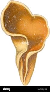 Attēlu rezultāti vaicājumam “Otidea leporina”