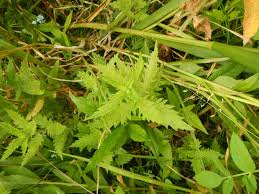 Attēlu rezultāti vaicājumam “Lycopus europaeus”