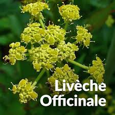 Attēlu rezultāti vaicājumam “Levisticum officinale flower”