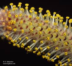 Attēlu rezultāti vaicājumam “Salix purpurea male flower”