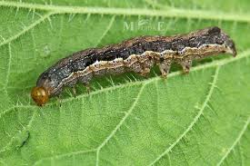 Attēlu rezultāti vaicājumam “Orthosia munda”