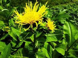 Attēlu rezultāti vaicājumam “Inula helenium leaf”