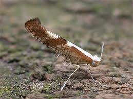 Attēlu rezultāti vaicājumam “Argyresthia pruniella”