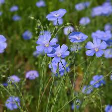 Attēlu rezultāti vaicājumam “Linum usitatissimum flower”