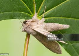 Attēlu rezultāti vaicājumam “Cucullia umbratica”