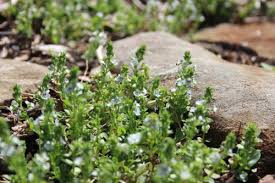 Attēlu rezultāti vaicājumam “Veronica serpyllifolia leaf”