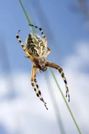 Attēlu rezultāti vaicājumam “Aculepeira ceropegia”