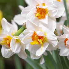 Attēlu rezultāti vaicājumam “Narcissus flower”