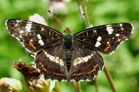 Attēlu rezultāti vaicājumam “Araschnia levana underside”