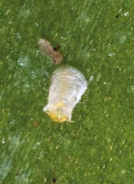 Attēlu rezultāti vaicājumam “Lepidosaphes ulmi imago”