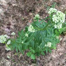 Image result for Valeriana officinalis