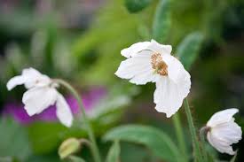Image result for Meconopsis betonicifolia alba