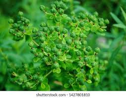 Attēlu rezultāti vaicājumam “Euphorbia palustris fruit”