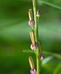 Attēlu rezultāti vaicājumam “Triglochin palustre flower”
