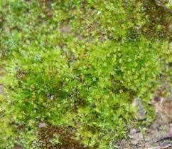 Attēlu rezultāti vaicājumam “Tortula truncata”