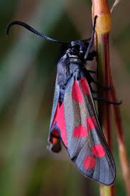 Attēlu rezultāti vaicājumam “Zygaena filipendulae”