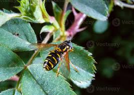 Attēlu rezultāti vaicājumam “Syrphus sp.”