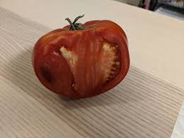 Afbeeldingsresultaat voor prudence purple tomato