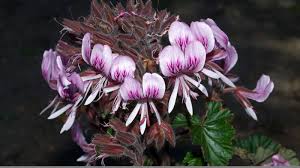 Attēlu rezultāti vaicājumam “Geraniaceae”