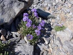 Attēlu rezultāti vaicājumam “Dianema nivale”