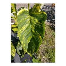 Attēlu rezultāti vaicājumam “Magnolia acuminata leaf”