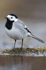 Image result for Motacilla alba