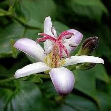 Image result for Tricyrtis `Black Beauty`