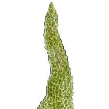 Attēlu rezultāti vaicājumam “Anomodon longifolius”