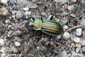 Attēlu rezultāti vaicājumam “Carabus cancellatus”