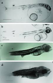 Image result for Chelon labrosus