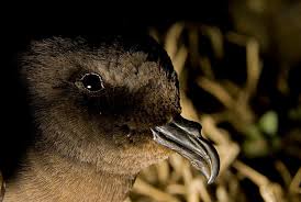 Image result for Oceanodroma castro