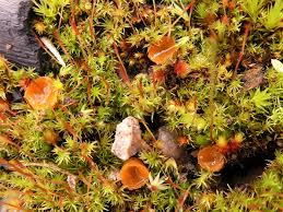 Attēlu rezultāti vaicājumam “Octospora humosa”