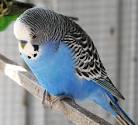 File:Blue male budgie.jpg - Wikipedia, the free encyclopedia