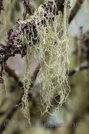 Attēlu rezultāti vaicājumam “Evernia divaricata”