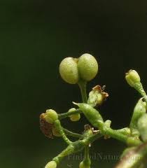 Attēlu rezultāti vaicājumam “Galium album bud”