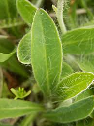 Attēlu rezultāti vaicājumam “Pilosella officinarum leaf”