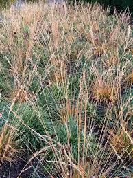 Attēlu rezultāti vaicājumam “Molinia caerulea”