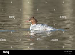 Attēlu rezultāti vaicājumam “Mergus merganser juvenile”
