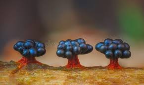 Attēlu rezultāti vaicājumam “Metatrichia vesparia”