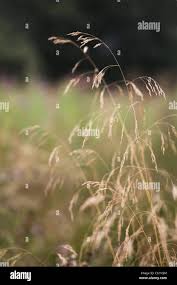 Attēlu rezultāti vaicājumam “Festuca gigantea”