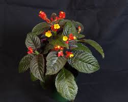 Attēlu rezultāti vaicājumam “Comatricha pulchella”