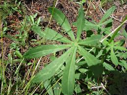 Attēlu rezultāti vaicājumam “Lupinus polyphyllus leaf”
