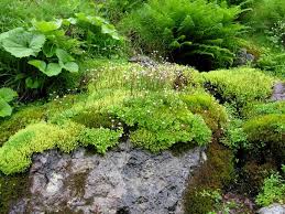 Attēlu rezultāti vaicājumam “Bryum weigelii”