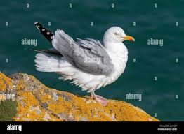Attēlu rezultāti vaicājumam “Larus argentatus adult”