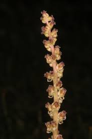 Attēlu rezultāti vaicājumam “Juncaginaceae”