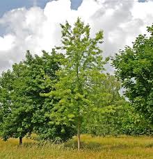 Attēlu rezultāti vaicājumam “Acer saccharinum”