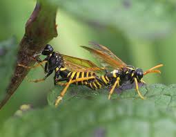 Attēlu rezultāti vaicājumam “Tenthredo scrophulariae”