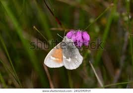 Attēlu rezultāti vaicājumam “Coenonympha tullia”
